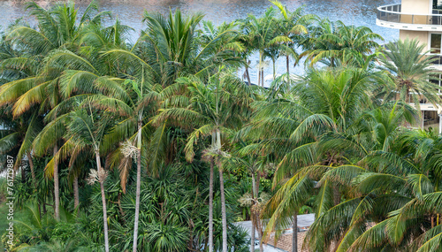 palm trees in the park Miami