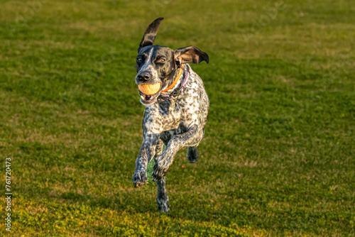 German Shorthaired Pointer