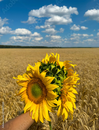 sunflower in hand on the background of a wheat field