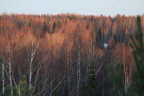 mixed forests of northeastern Europe during an evening sunset in mid-March