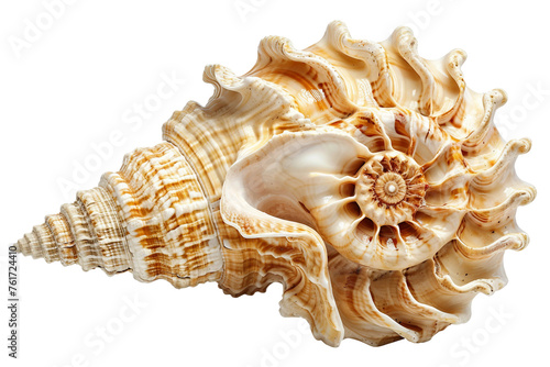 Astonishing Spiral seashell