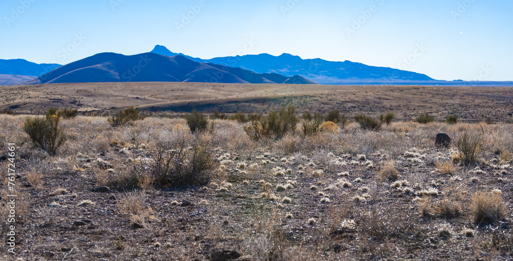 Yucca, arid desert vegetation and cacti against the background of a stone desert in Rocks State Park, New Mexico Yucca, arid desert vegetation and cacti against the background of a stone desert in Rocks State Park, New Mexico