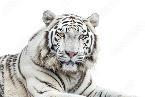 An image of a white tiger