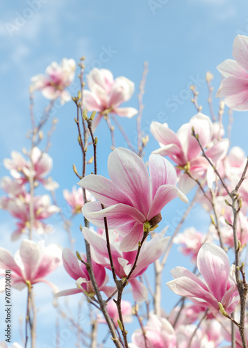 magnolia flowers with blue sky background - concept of positivity and renewal. spring