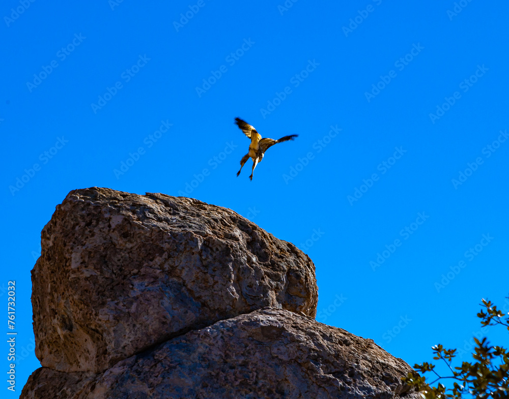 The red-tailed hawk (Buteo jamaicensis) - a bird of prey took off from a cliff in Rocks State Park, New Mexico