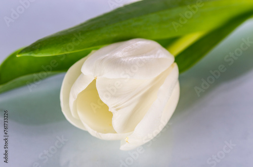 One white tulip on a light background