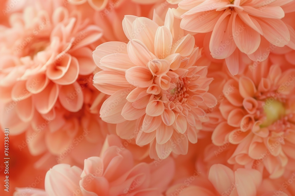 Close up of peach fuzz colored dahlias Close up of peach fuzz colored dahlias