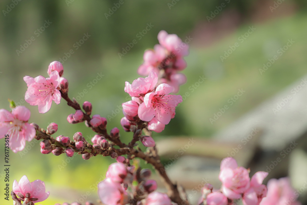 blossoming peach twigs - spring blossoming peach twigs - spring