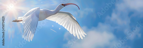 Elegance in the Skies: Ibis Bird Captured in its Majestic Flight