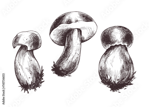 Forest edible mushrooms boletus with an orange cap and moss on a stem. Graphic botanical illustration hand drawn in brown ink. For recipes, packaging, autumn festival, harvest. set of elements.
