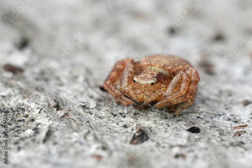 Closeup on a small crab spider, Xysticus sitting on wood