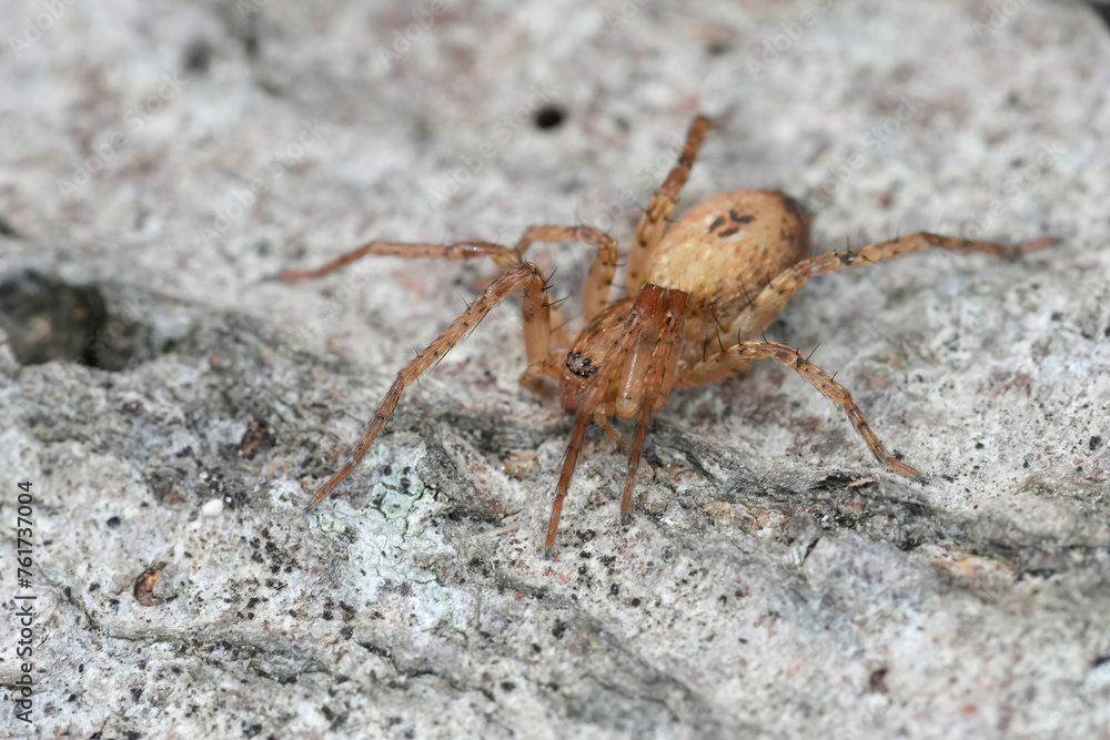 Closeup on a Buzzing spider, Anyphaena accentuata sitting on wood Closeup on a Buzzing spider, Anyphaena accentuata sitting on wood