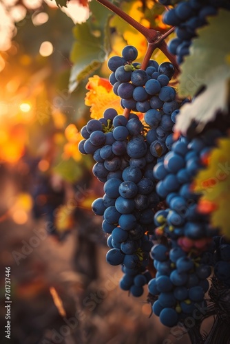 a bunch of grapes on a vine