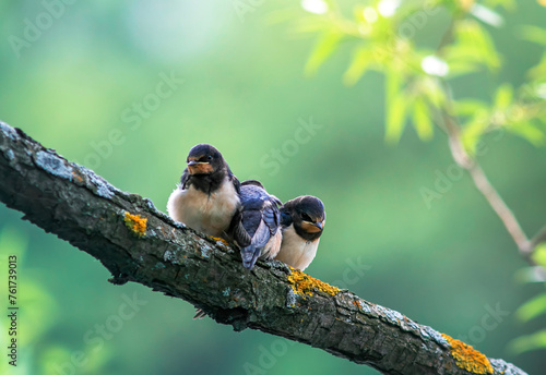 three swallow bird chicks sitting on a tree branch in a summer garden photo