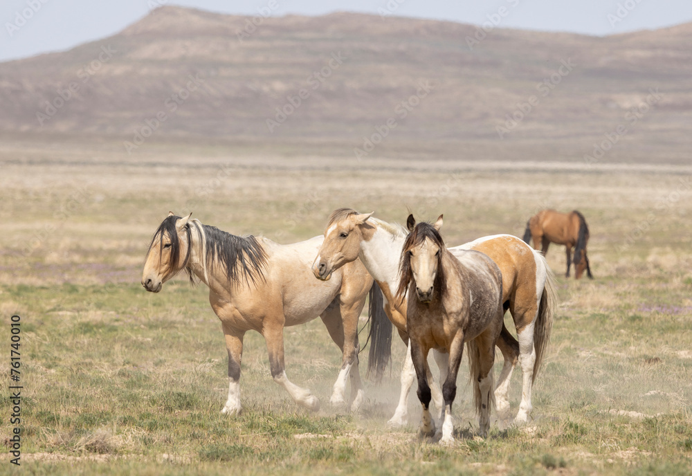 Wild Horses in Spring in the Utah Desert - obrazy, fototapety, plakaty 