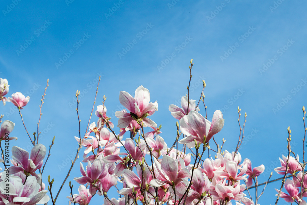 magnolia flowers with blue sky background - concept of positivity and renewal. spring