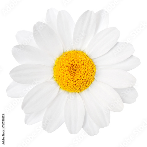 Chamomile or camomile flower isolated on white background.  Beautiful white Daisy  Marguerite   flower closeup..