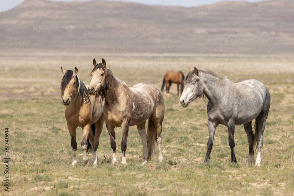 Wild Horses in Spring in the Utah Desert