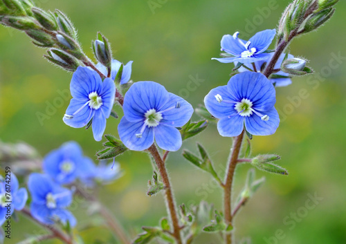 Veronica chamaedrys blooms in nature photo