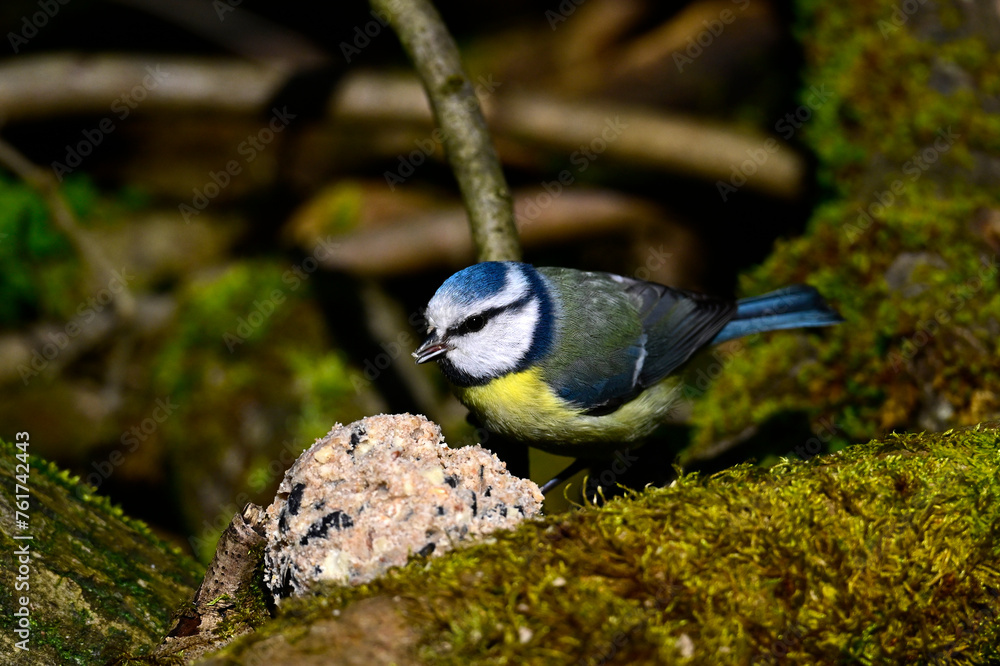 Obraz premium Eurasian blue tit // Blaumeise (Cyanistes caeruleus)