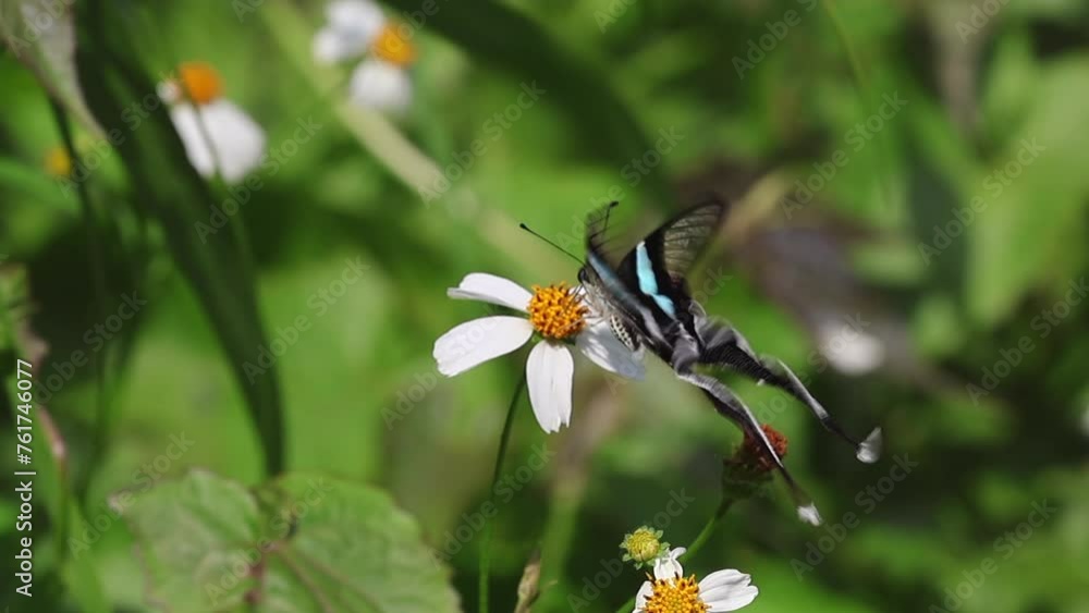 Slow motion of wonderful green dragontail swallowtail butterfly (Lamproptera meges) lying and feeding on flower pollen. video 2/3 Slow motion of wonderful green dragontail swallowtail butterfly (Lamproptera meges) lying and feeding on flower pollen. video 2/3