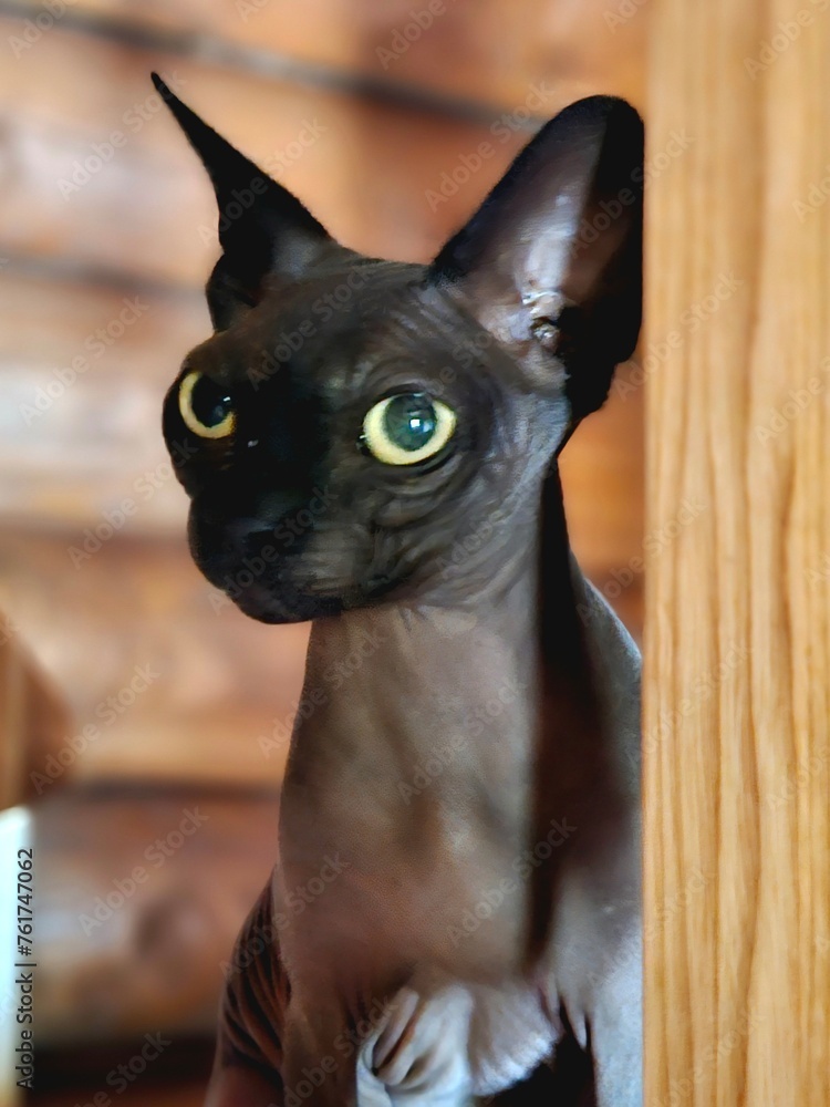 black sphynx cat portrait