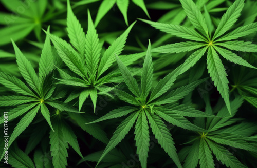 Cannabis leaves of a plant on a dark background. Medical marijuana concept. Alternative herb medicine