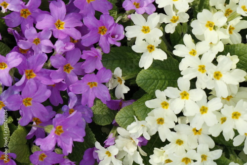 white and purple flowers