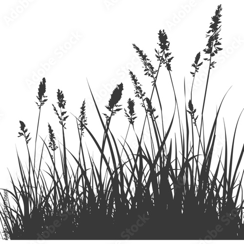 Silhouette Grass natural plant as background black color only © NikahGeh