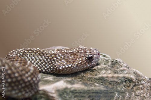 Headshot of a brown rattlesnake with horny  rings on the tail
