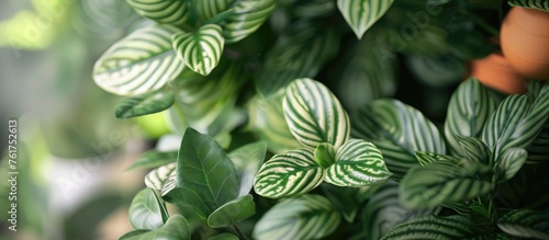 A decorative plant with a green-striped design.