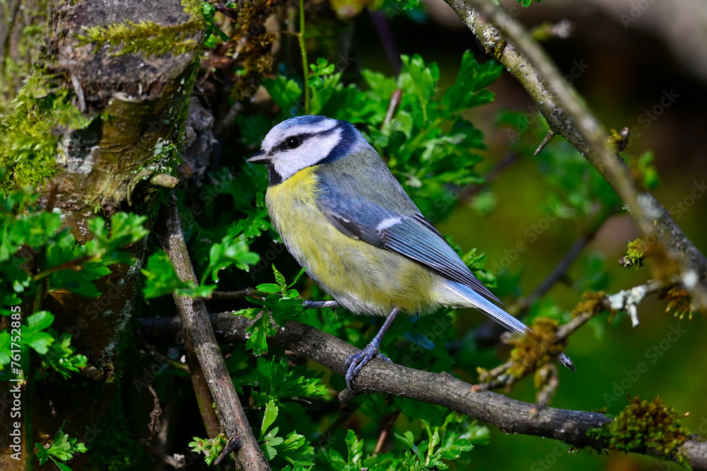 Fototapeta premium Blaumeise // Eurasian blue tit (Cyanistes caeruleus)