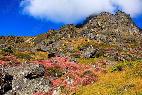 Colorful meadow on the Kanchenjunga Base Camp trek, Nepal,  from Tseram to Ghunsa via Selele Pass and Selele Camp  photo