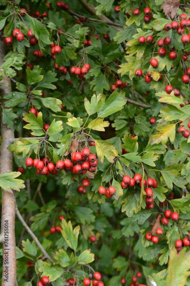 red berries on a branch red berries on a branch