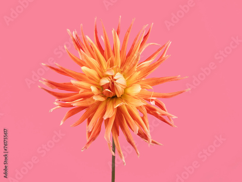 Dahlia Blume