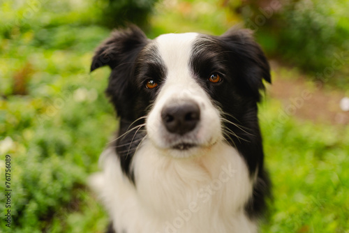 Fototapeta Naklejka Na Ścianę i Meble -  Outdoor portrait of cute smiling puppy border collie sitting on park background. Little dog with funny face in sunny summer day outdoors. Pet care and funny animals life concept