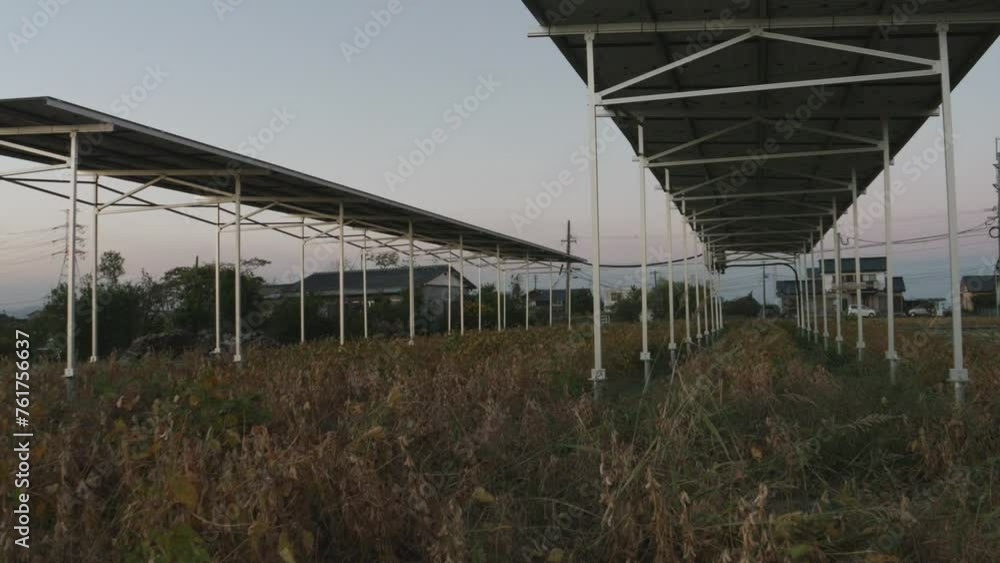 Innovative Agrivoltaic Farm, Power of Solar Energy Over Cultivated Land, Sunset Innovative Agrivoltaic Farm, Power of Solar Energy Over Cultivated Land, Sunset