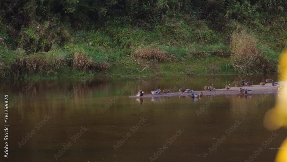a broken tree in a river with a current flowing past it a broken tree in a river with a current flowing past it