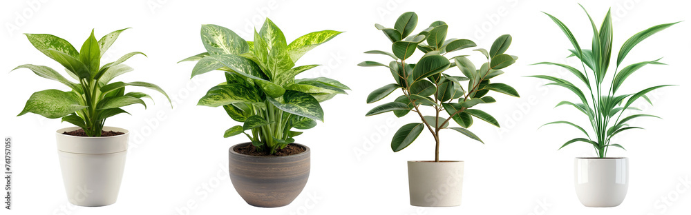 Aglaonema, Ribbon Plant, Rubber Plant, tropical popular  pot plant clipart collection set without background, white pot and clay pot Generative Ai - obrazy, fototapety, plakaty 