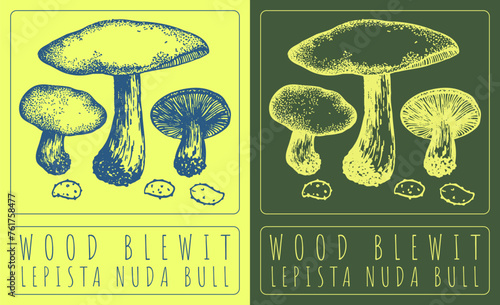 Vector drawing WOOD BLEWIT. Hand drawn illustration. The Latin name is LEPISTA NUDA BULL