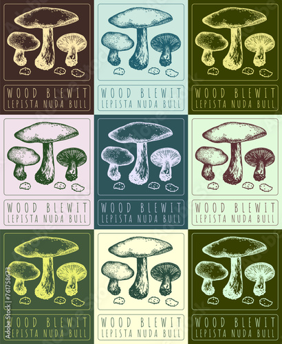 Set of vector drawing WOOD BLEWIT in various colors. Hand drawn illustration. The Latin name is LEPISTA NUDA BULL