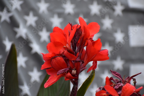 Red flower against a faded flag