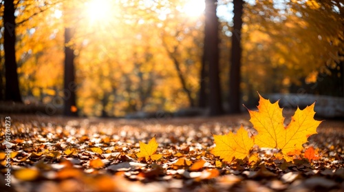 Autumn leaves are warmly lit by the golden glow of sunlight 