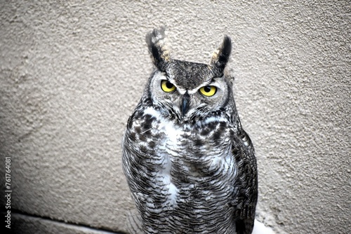 Wise Owl