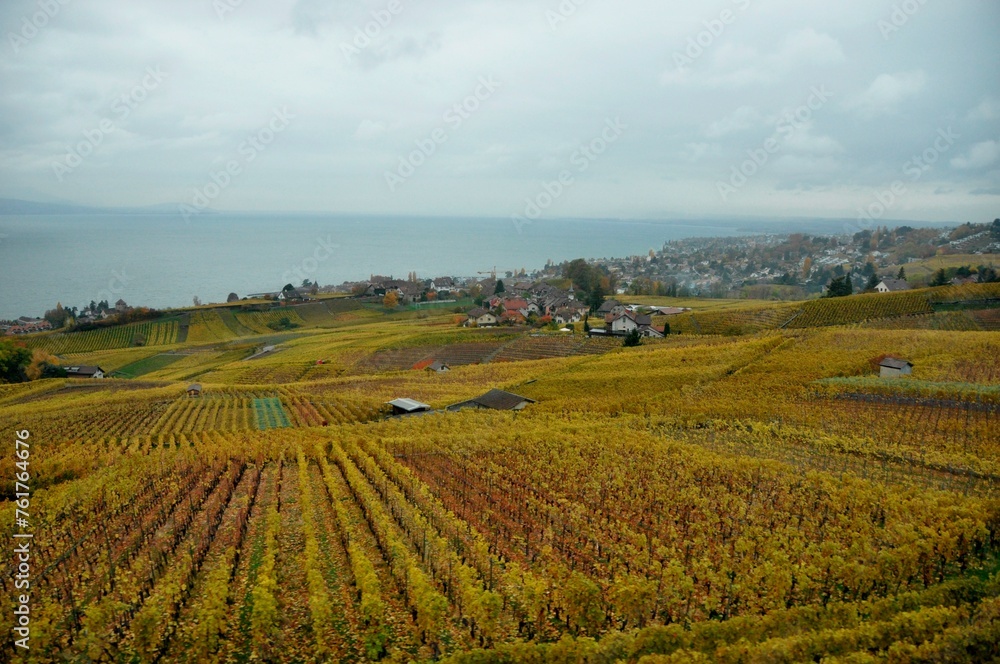 Weltkulturerbe Lavaux mit den gelben Rebhängen in farbenprächtiger Herbstblüte. World Heritage Lavaux with it's wineyards along the Lake Geneva