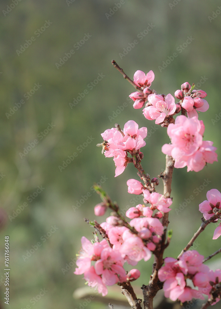 Obraz premium blossoming peach twigs - spring