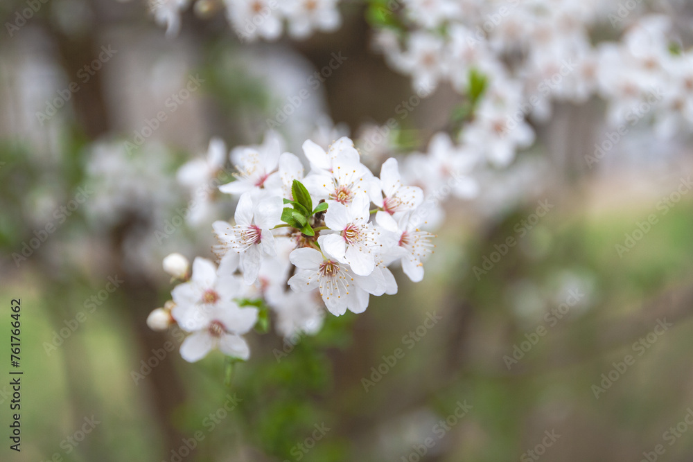 white cherry blossom