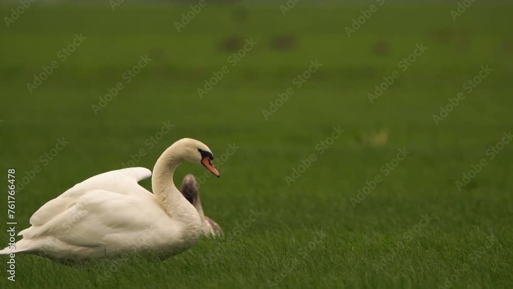A mute swan (Cygnus olor) stretching its wing - slow motion. A mute swan (Cygnus olor) stretching its wing - slow motion.