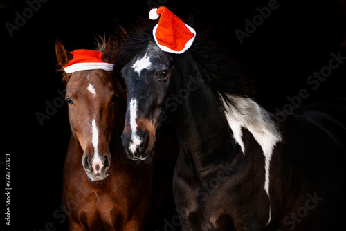Pferde mit Weihnachtsmütze © ScullyPictures