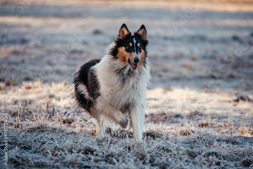 American Collie photo